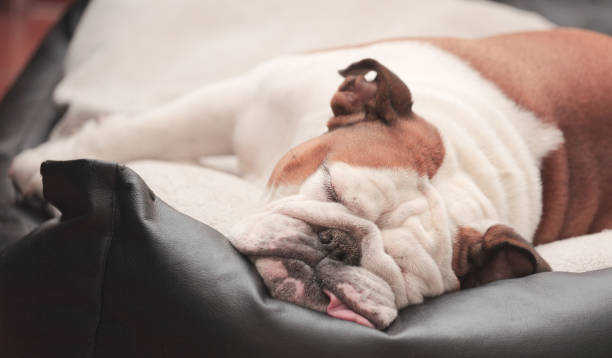 istock exhausted funny dog in her bed 1159446440