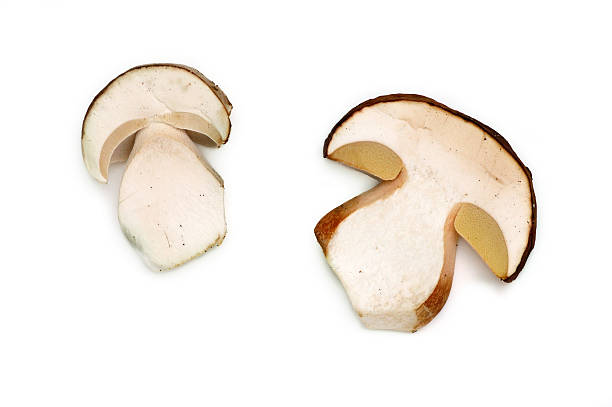 Boletus slices Close up of two mushroom slices on white background porcini mushroom stock pictures, royalty-free photos & images
