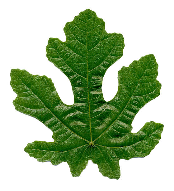 fig leaf, Ficus carica Isolated fig leaf,  fig tree photos stock pictures, royalty-free photos & images