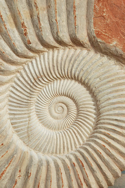 istock Ammonite fossil on spiral form 115944797