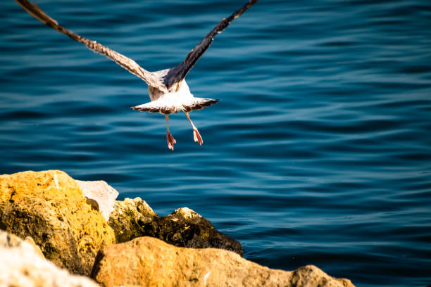istock Seagull standing on the rock by the sea 1159449276