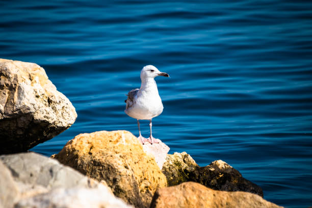 Seagulls on the Bosphorus