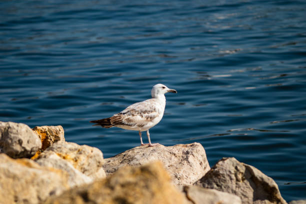 istock Seagull standing on the rock by the sea 1159449538