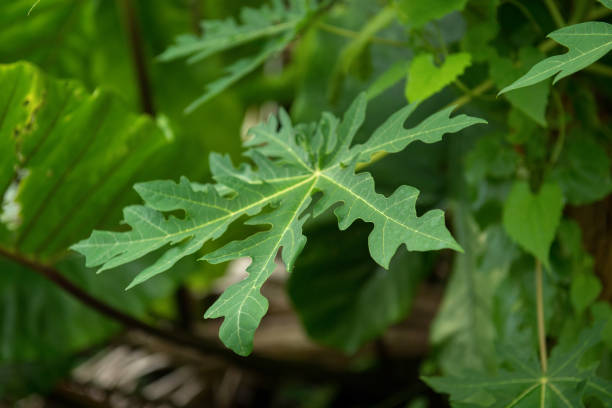istock Green papaya leave in jungle 1159449668