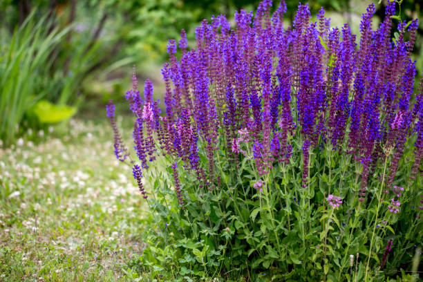 istock Blooming lavender in a green garden. 1159450520