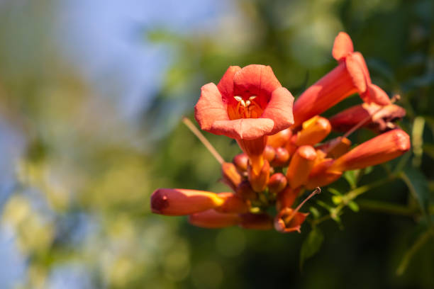 istock Beautiful garden creeper with orange-red flower, Tecoma capensis, common name Cape honeysuckle 1159451301