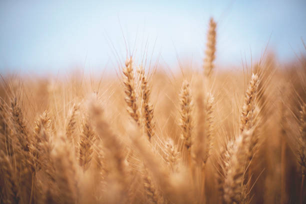 istock Golden wheat field and sunny day 1159452273