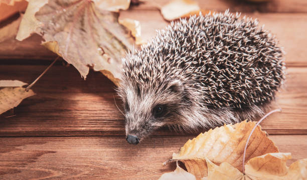 istock Young hedgehog in autumn leaves 1159453258