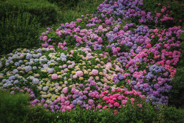 Large field filled with hydrangea flowers in different tones