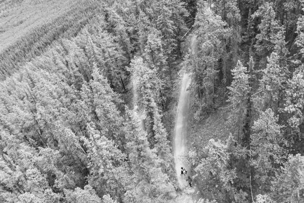 Pine forest in the cold summer weather