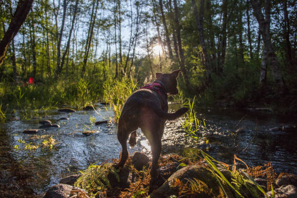 Mixed pitbull dog in the wild