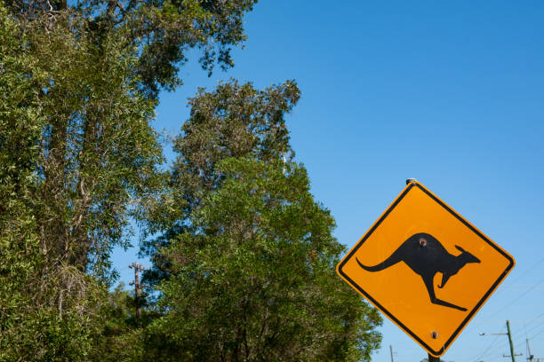 istock Animal warning sign of kangaroo 1159454906