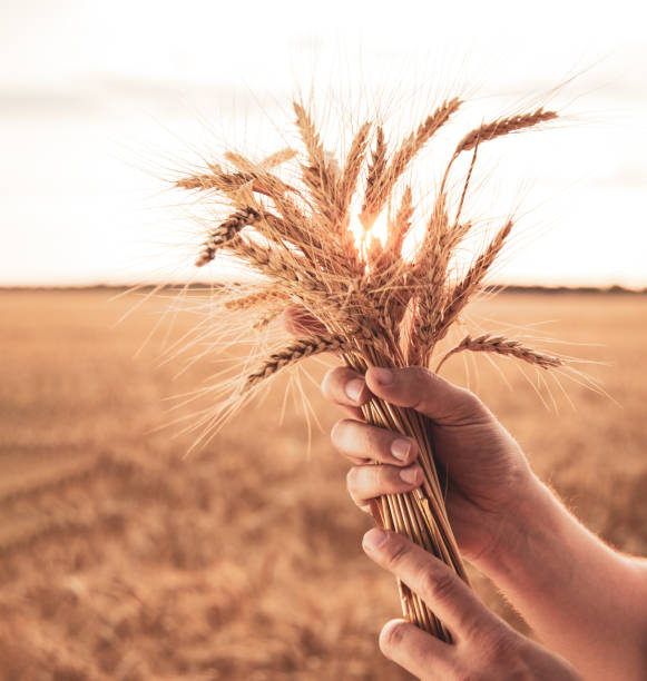 istock Man hand hold wheat ears on background of field 1159455289