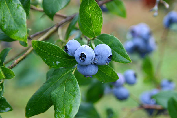 Ripe Blueberries stock photo