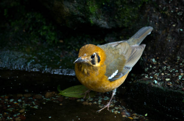 istock The orange-headed thrush (Geokichla citrina melli) breeds in southeastern China, and is partially migratory, regularly wintering in Hong Kong. 1159457173