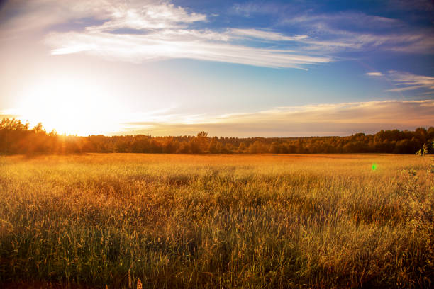 istock beautiful sunset and green field 1159457400