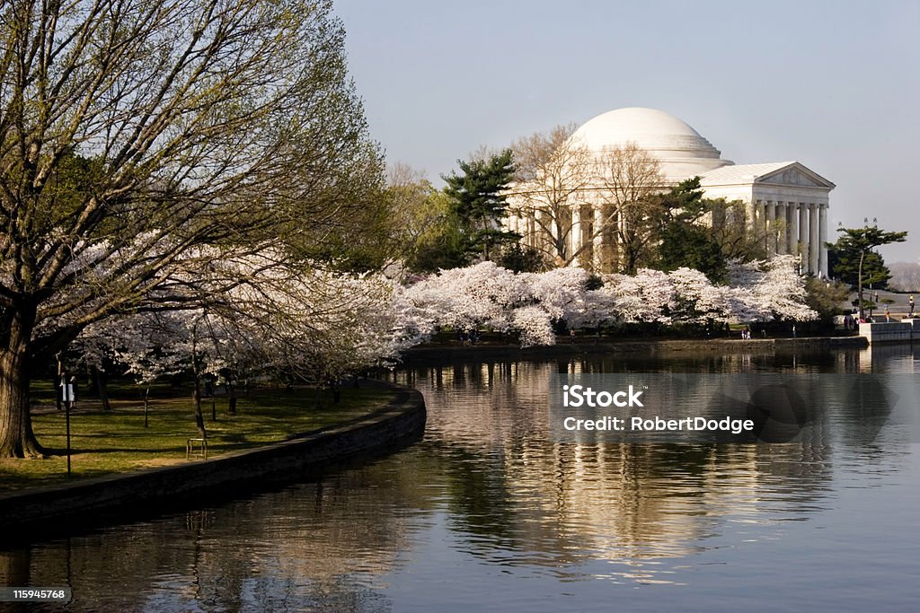 Cherry Blossoms em Washington, D.C. - Foto de stock de Atlântico Central EUA royalty-free