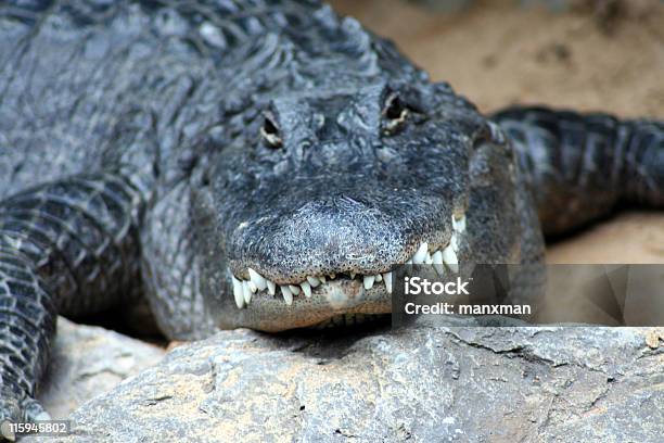 Photo libre de droit de Aligator 1 banque d'images et plus d'images libres de droit de Zoo - Zoo, Alligator, Aventure