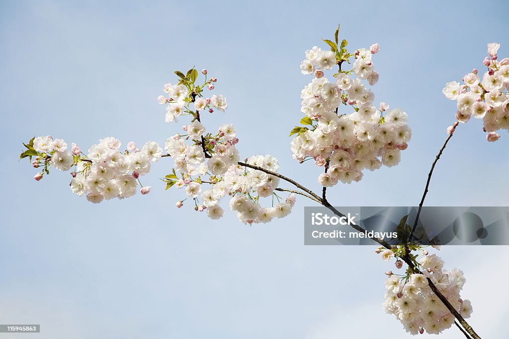 Flor de cerezo - Foto de stock de Cerezo libre de derechos
