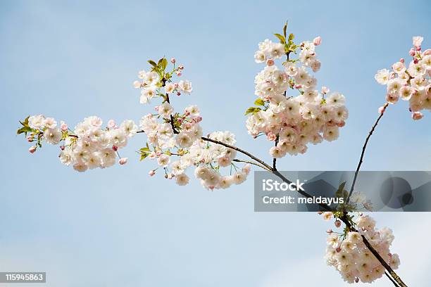 Flor De Cerezo Foto de stock y más banco de imágenes de Cerezo - Cerezo, Color - Tipo de imagen, Flor