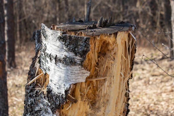 A large tree stump with mushrooms growing on it. The stump is surrounded by grass and weeds. The image has a natural and rustic feel to it