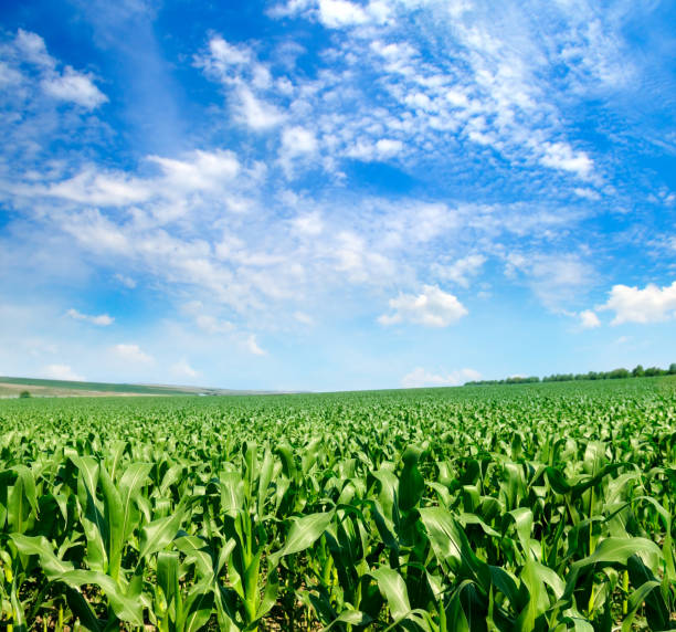 istock Green field with corn and blue cloudy sky . 1159458995