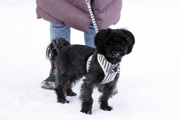 istock Black Russian colored lap dog phenotype with its owner at wintertime. 1159460131