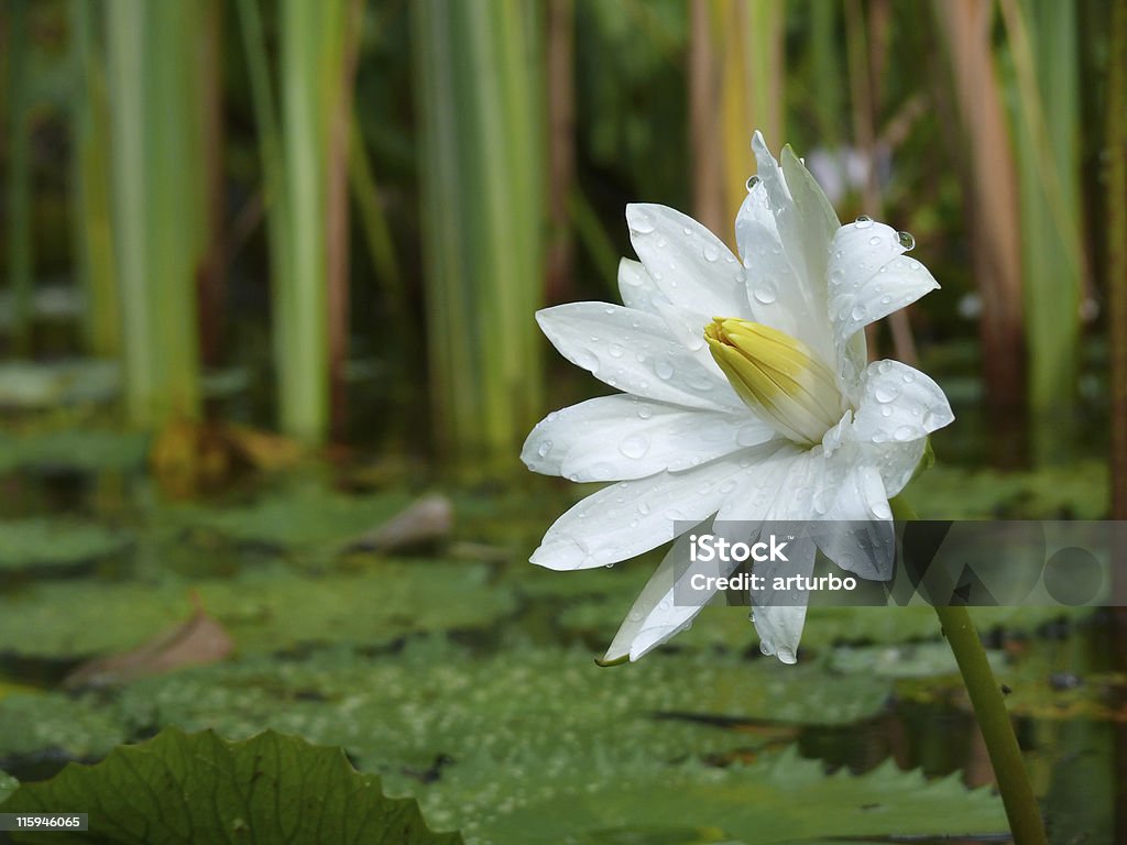 Mokre water lily w świątyni pond - Zbiór zdjęć royalty-free (Azja)