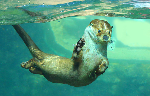 An image of an Adult Otter swimming in the river