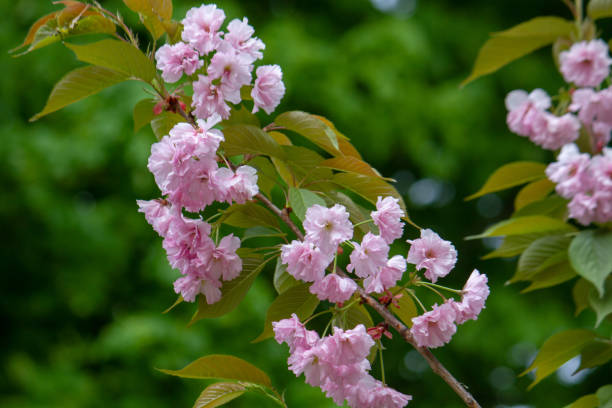 istock Green branches with pink blossom. Flowers close up. 1159461663