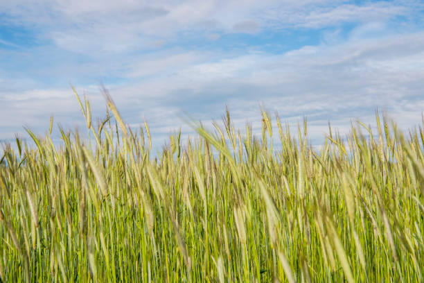 istock Golden-green rye field on sunny summer day. 1159461900