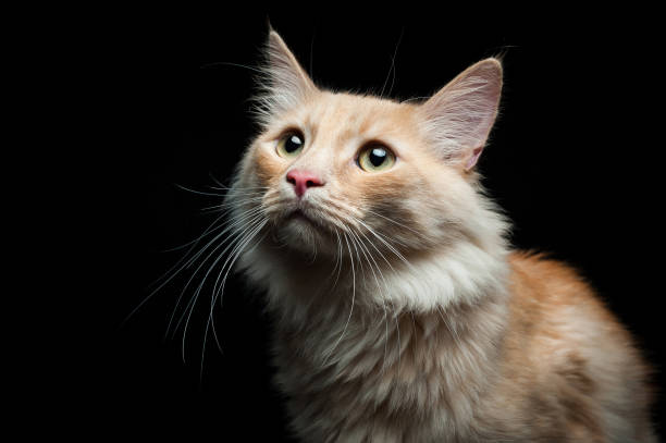 portrait of a red cat on a black background stock photo