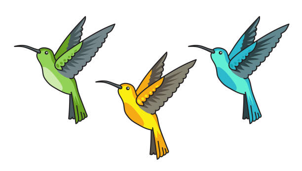 Hummingbird Cartoon Stock Photos, Pictures & Royalty-Free Images - iStock
