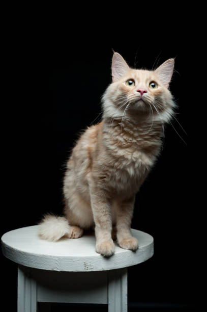 istock portrait of a red cat on a black background 1159462312