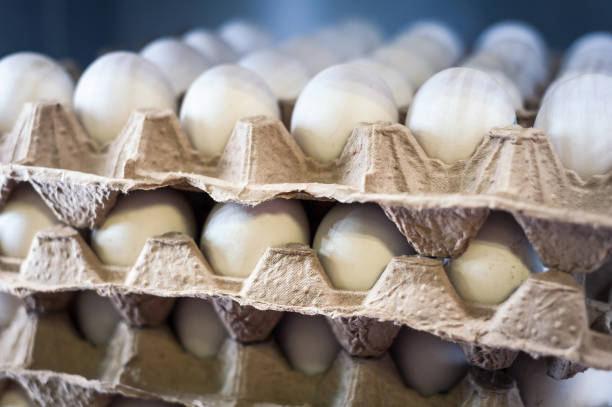 chicken eggs in cardboard trays close-up stock photo