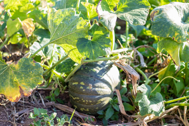 istock Green pumpkin planted in the field 1159464808