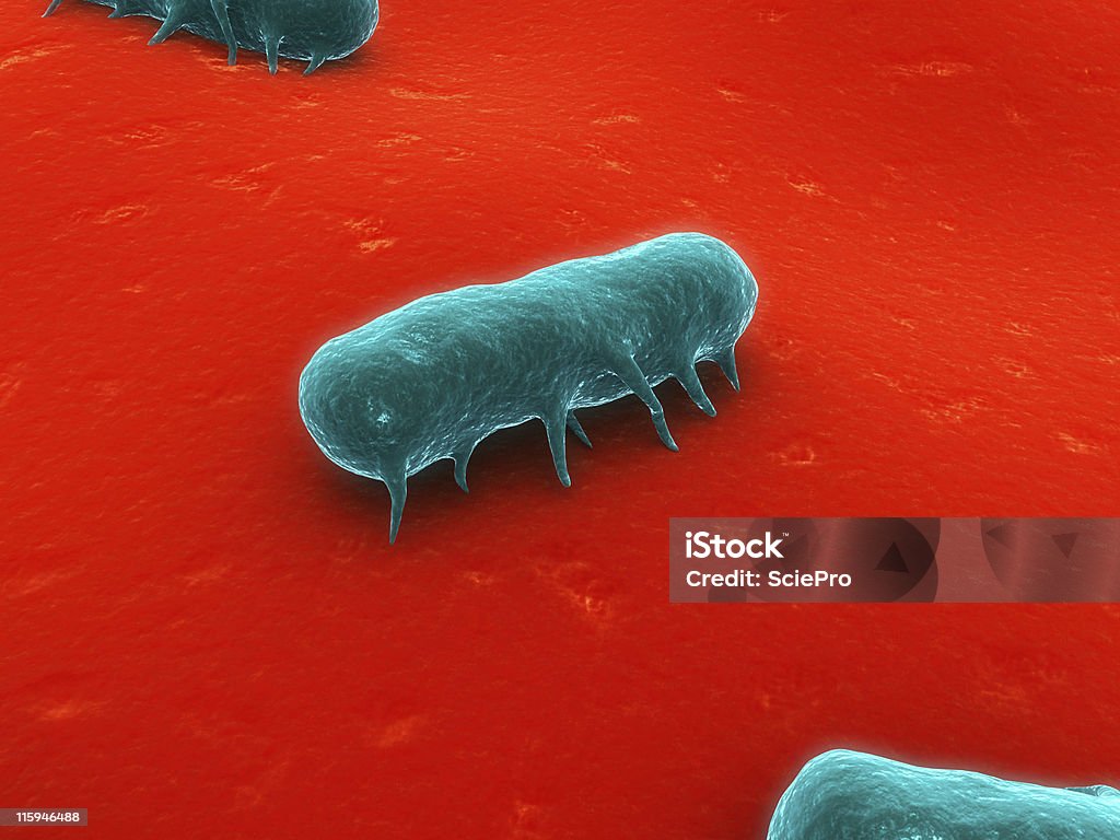 salmonella batteri - Foto stock royalty-free di Bacillus subtilis
