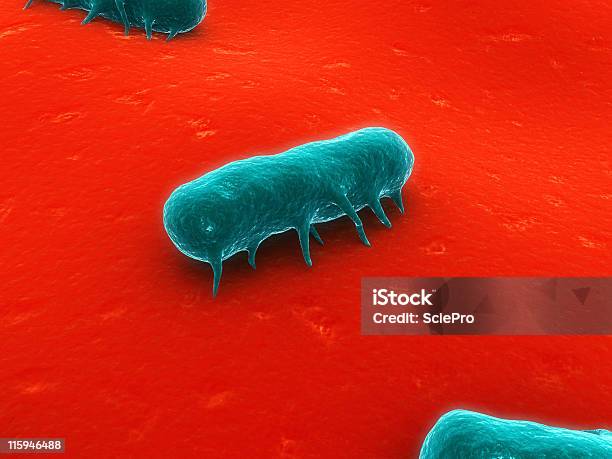 Salmonella Batteri - Fotografie stock e altre immagini di Bacillus subtilis - Bacillus subtilis, Batterio, Biologia