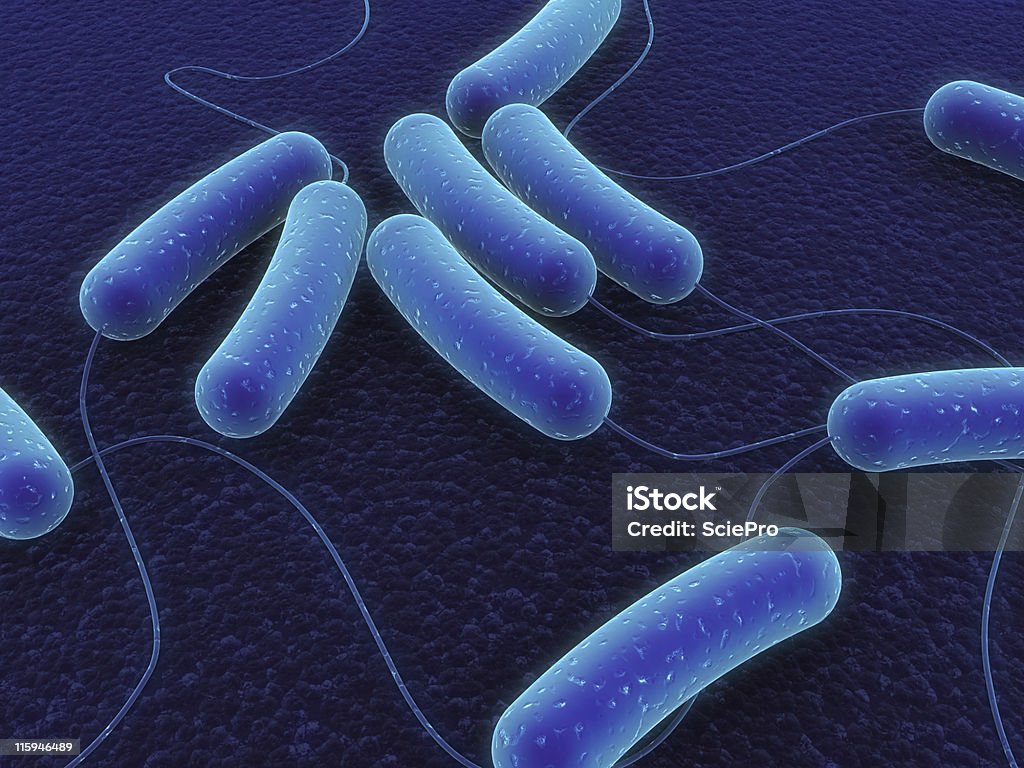 Batterio coli - Foto stock royalty-free di Escherichia coli