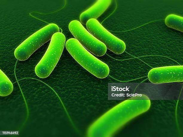 Coli Bakterien Stockfoto und mehr Bilder von Bacillus subtilis - Bacillus subtilis, Bakterie, Biologie