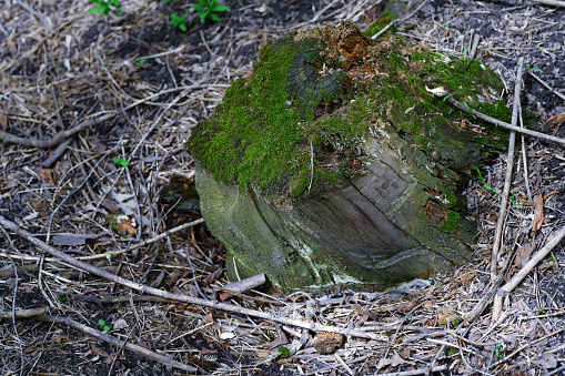 Close-up view on the tree stump with green moss