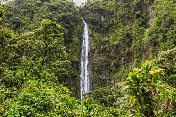 Pipiwai Trail, Maui, Waimoku falls at the end of the Pipiwai Trail, Maui, Hawaii hana coast stock pictures, royalty-free photos & images