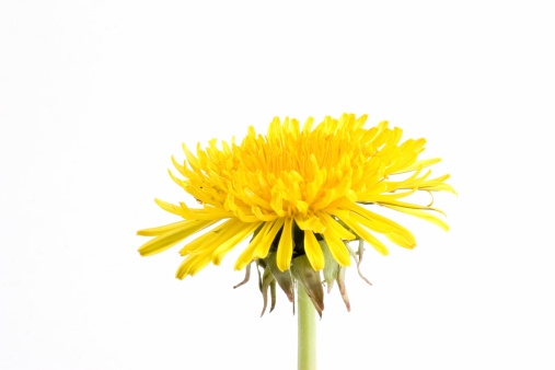 Blooming fluffy dandelion head. Fluffy umbrellas with dew drops on a green background. Macrophotography.