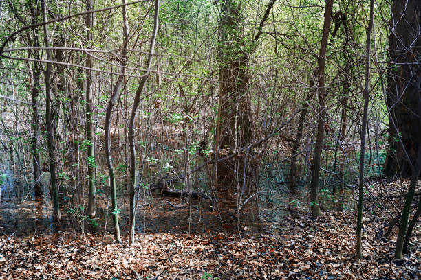 istock Marsh and swamp in a deep forest, United Kingdom 1159465160
