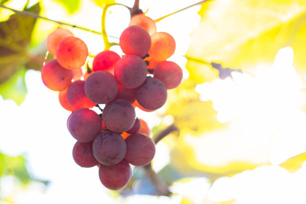 istock Bunches of red grapes (Rosada) from Vineyard. Grape harvest. 1159466071