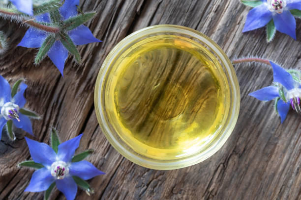 istock Borage oil with fresh blooming borage plant 1159467203