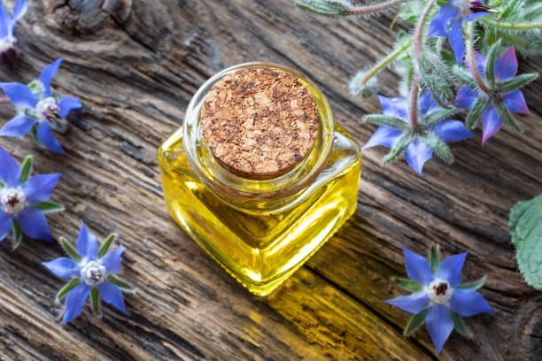 istock Borage oil with fresh blooming borage plant 1159467206