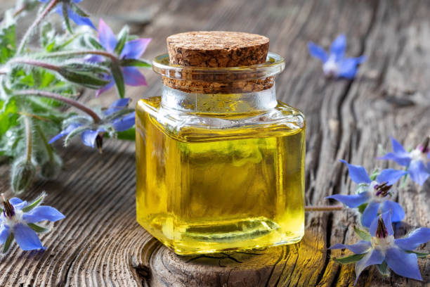istock Borage oil with fresh blooming borage plant 1159467210