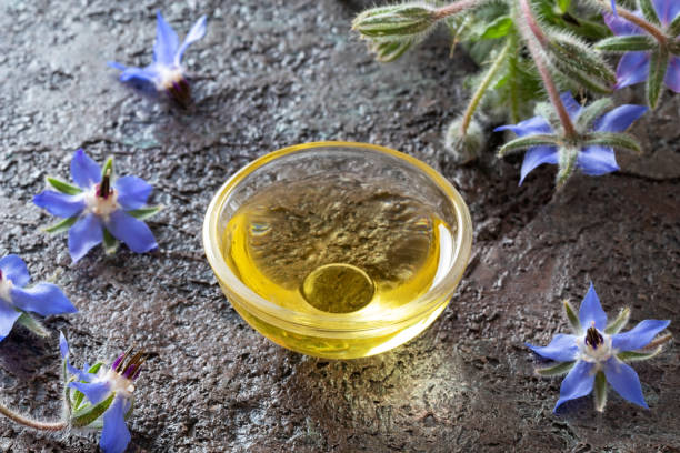 istock Borage oil with fresh blooming borage plant 1159467213