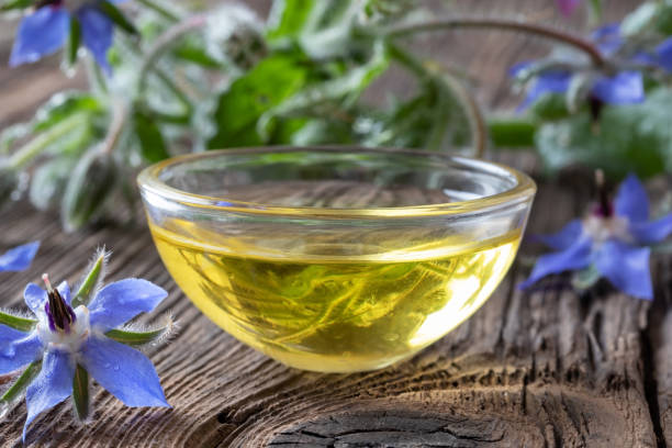 istock Borage oil with fresh blooming borage plant 1159467229